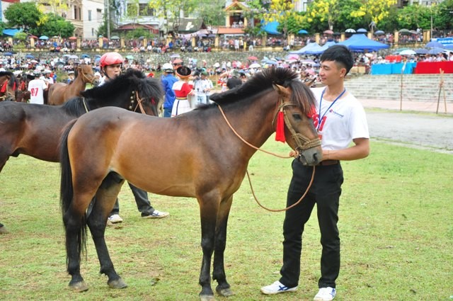 ការប្រណាំងសេះនៅBac Ha ៖ចំណុចវប្បធម៌១ដ៍វិសេសវិសាល របស់បណ្តាជនជាតិនៅតំបន់ពាយ័ព្យ។ - ảnh 1